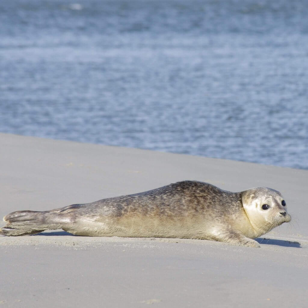 Zeehond op Schiermonnikoog