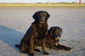 Twee honden op Schiermonnikoog