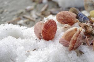 Schelpen op Schiermonnikoog