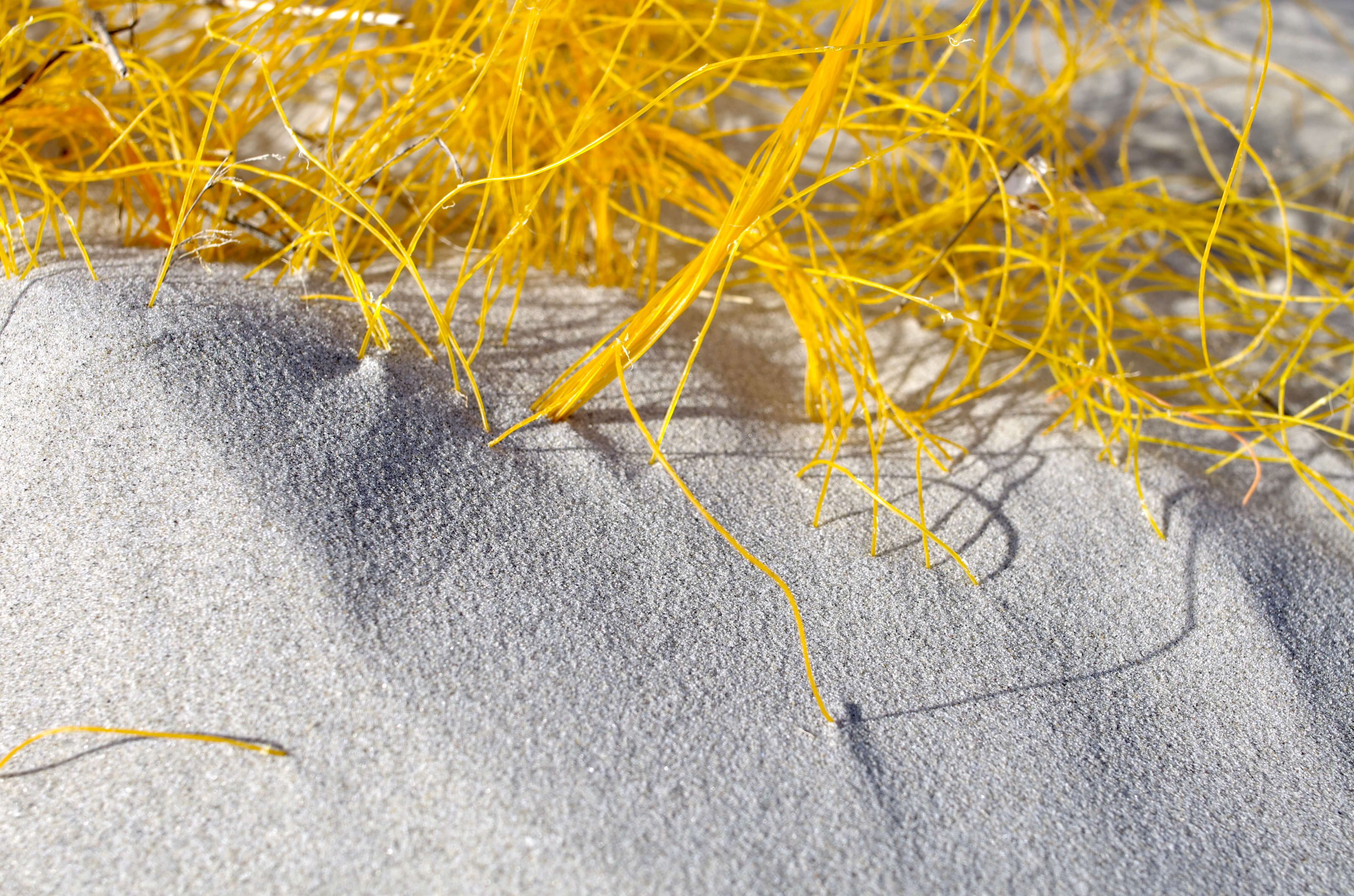 Strand op Schiermonnikoog