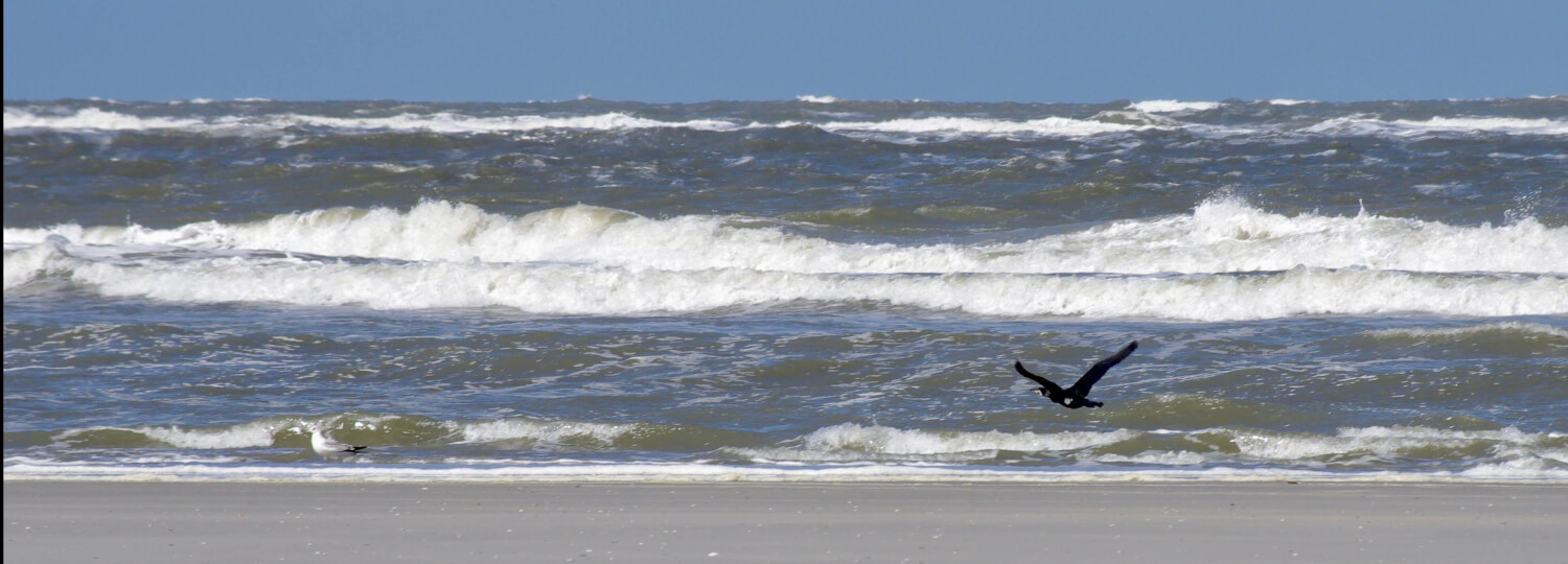 Aalscholver op Schiermonnikoog